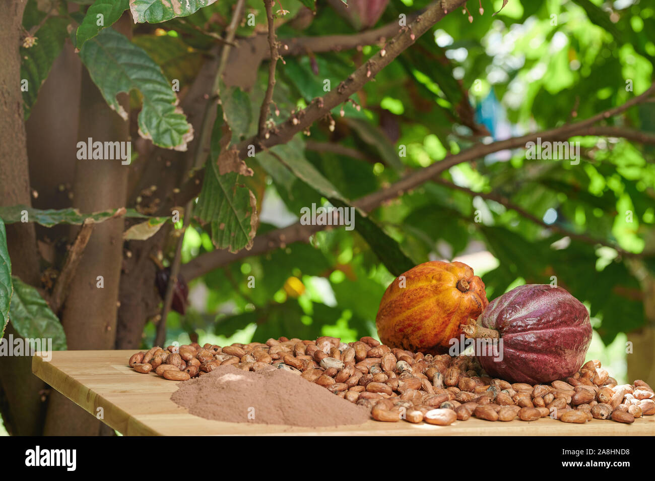 Chicchi di cacao su albero naturale dello sfondo. Agricoltura del tema di cacao Foto Stock