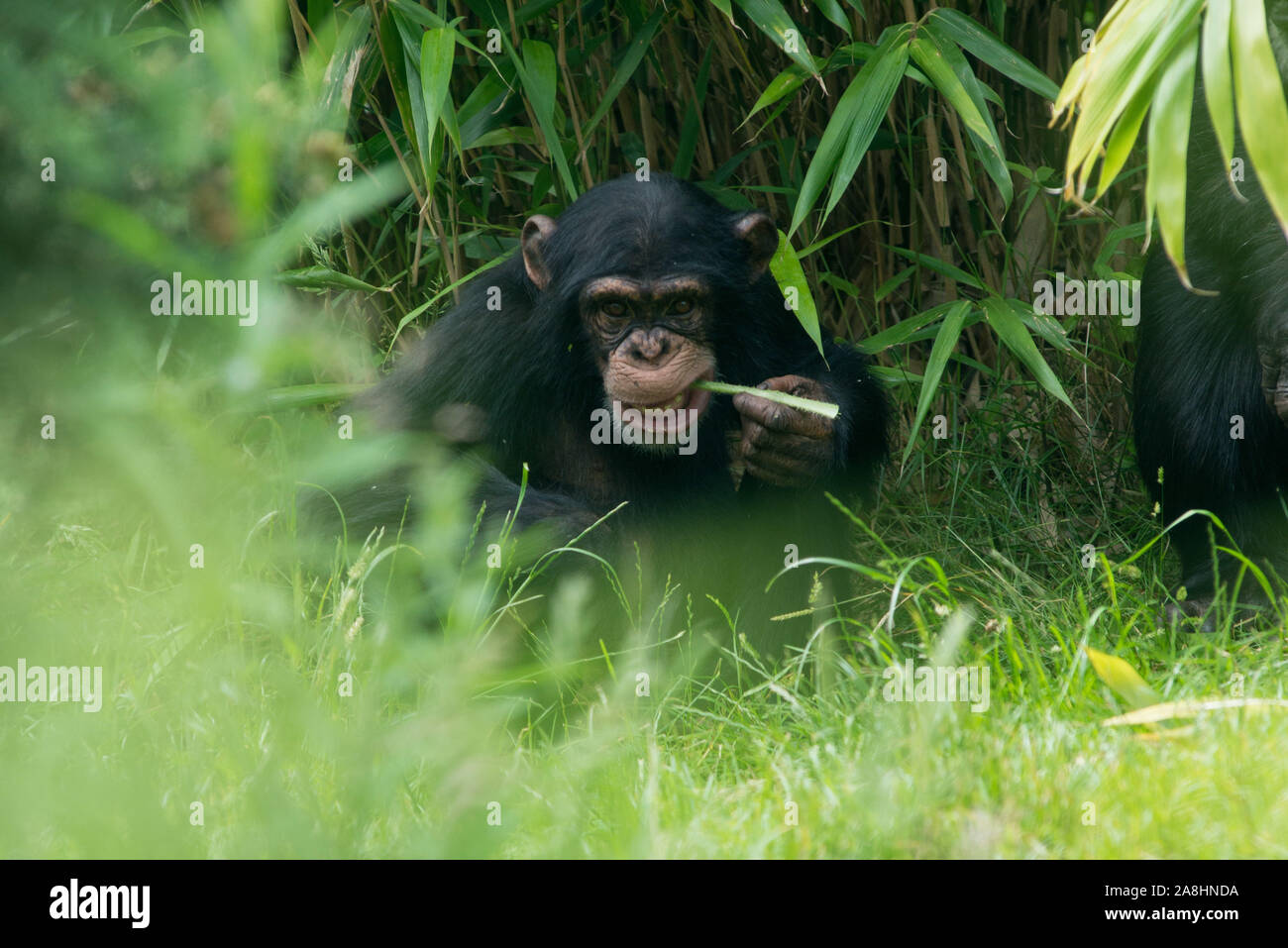 Gli scimpanzé presso lo zoo di Edimburgo Foto Stock