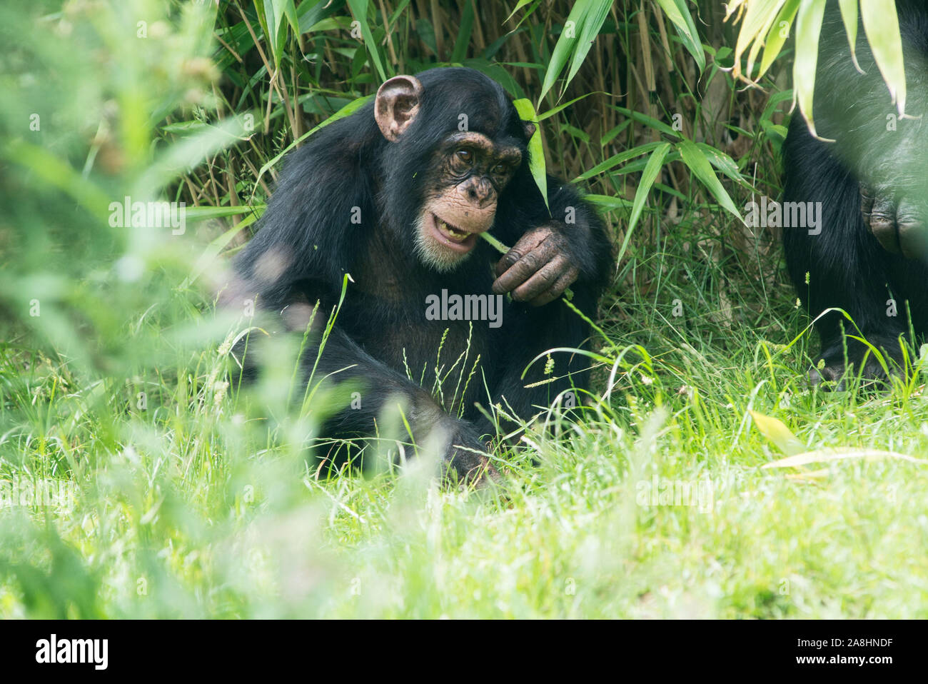 Gli scimpanzé presso lo zoo di Edimburgo Foto Stock