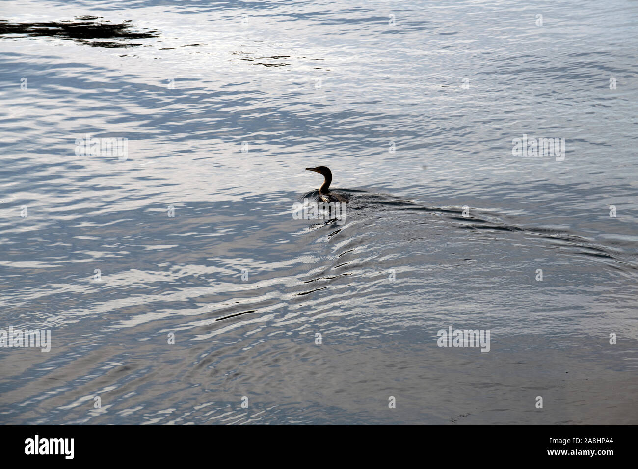 Lone cormorano sull'acqua Foto Stock