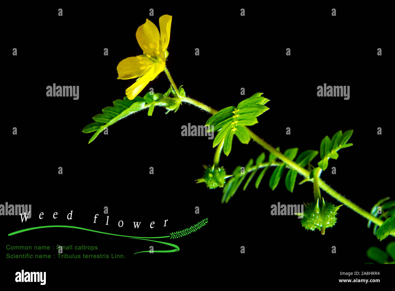 Fiore giallo di piccole trappole erbaccia, fiore isolato su sfondo nero con comune e nome scientifico Foto Stock