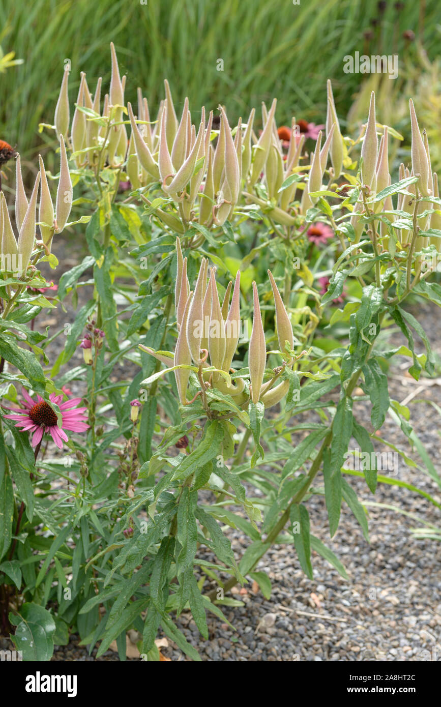 Knollige Seidenpflanze (Asclepias tuberosa) Foto Stock