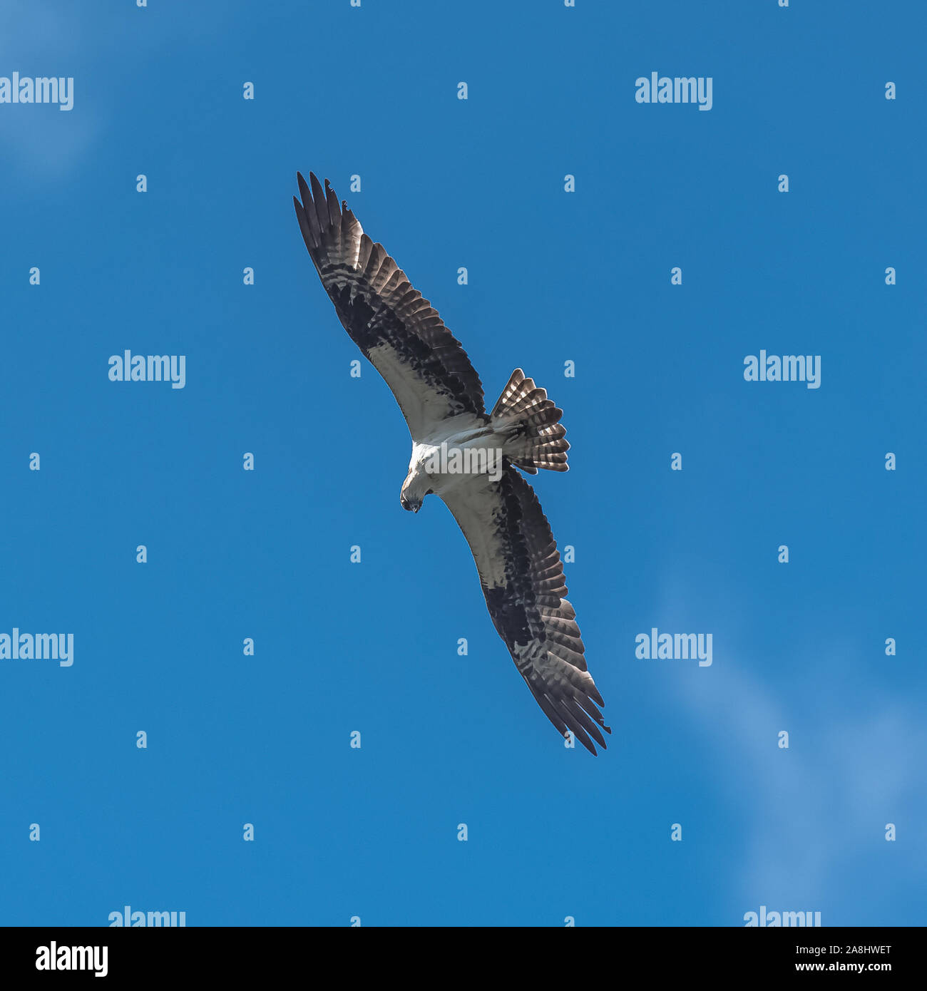 Falco pescatore occidentale che vola in cielo blu, cercando di catturare un pesce Foto Stock