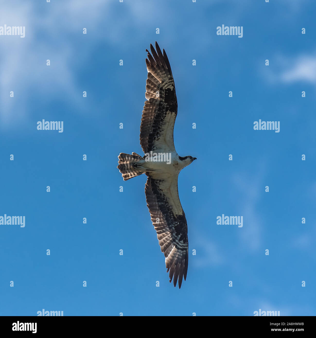 Falco pescatore occidentale che vola in cielo blu, cercando di catturare un pesce Foto Stock