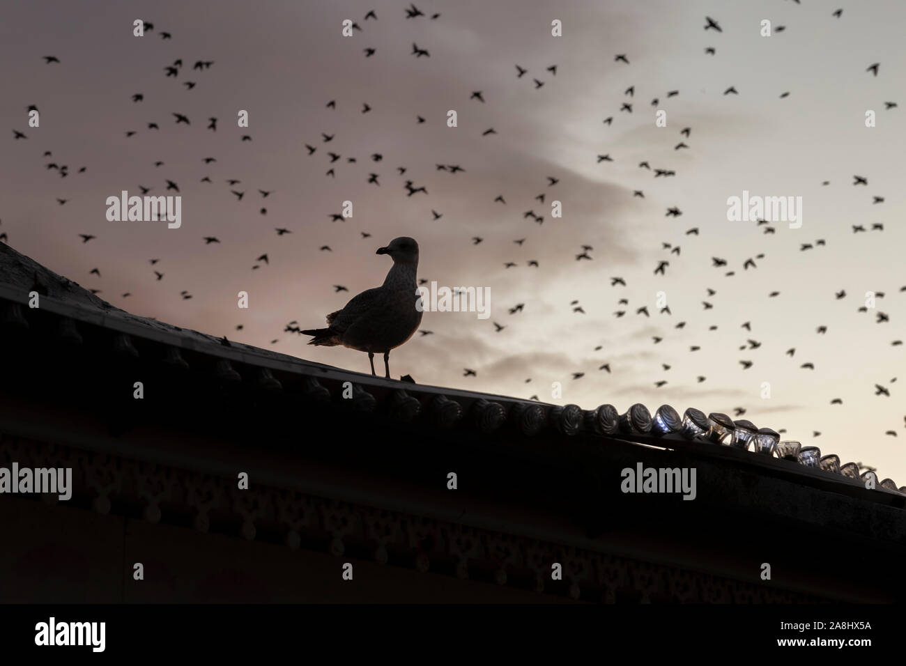 Seagull con starling murmurations dietro Foto Stock