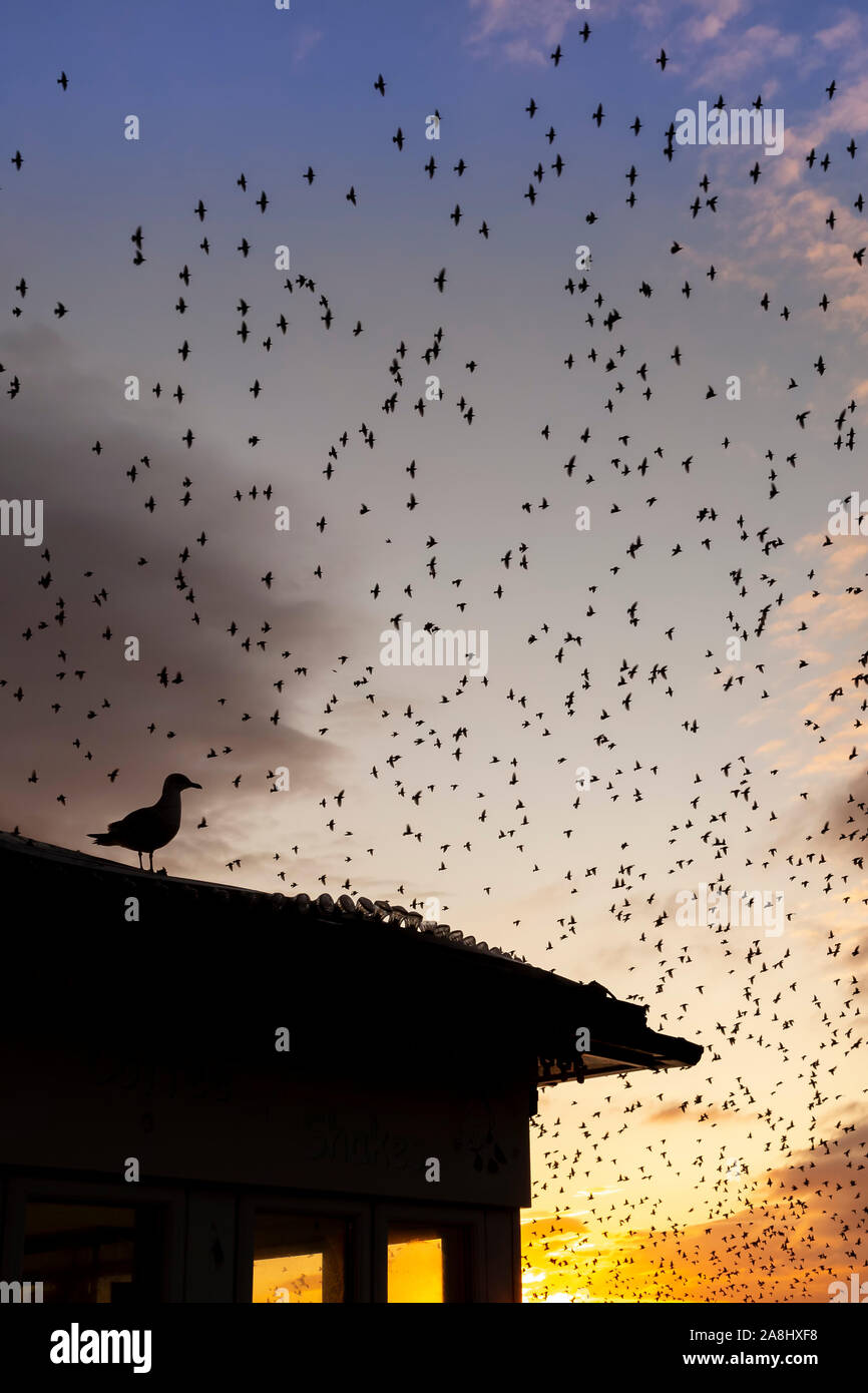 Seagull con starling murmurations dietro Foto Stock