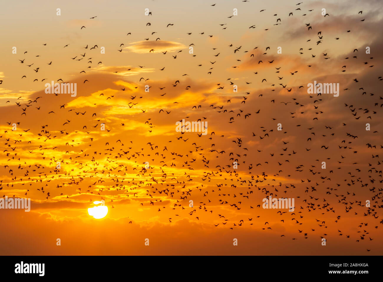 Tramonto e starling murmurations in Brighton Foto Stock