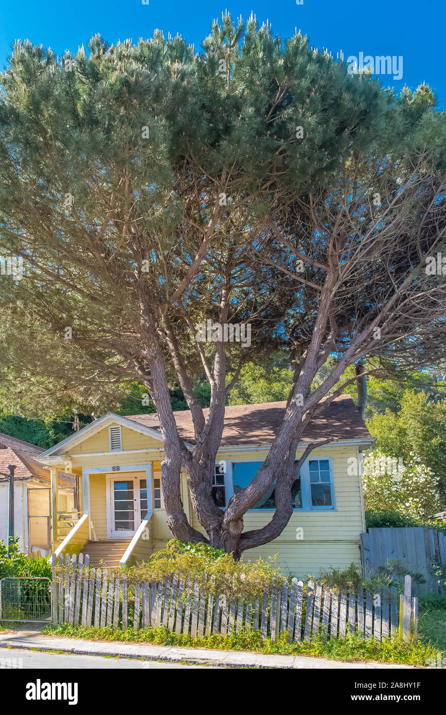 Bolinas, California, USA, tipica casa gialla nel villaggio, con un grande albero nel giardino Foto Stock