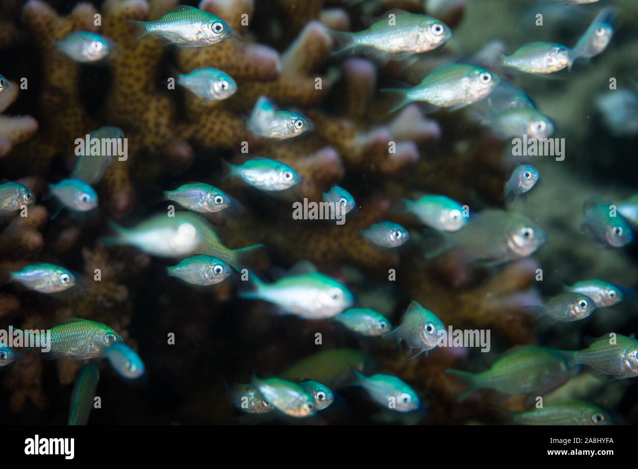 Piccolo blu-verde castagnole, Chromis viridis, passare il puntatore del mouse vicino a un corallo protettivo su una scogliera in Indonesia. Piccoli pesci ha bisogno di luoghi per nascondersi dai predatori. Foto Stock