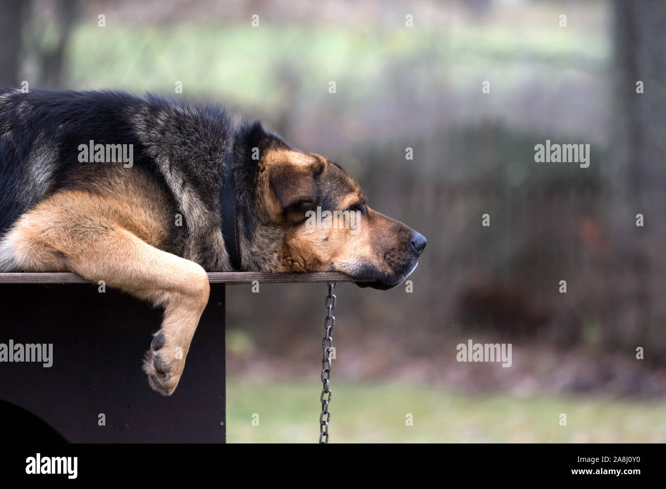 Triste cane su una catena giacente su cani capanna. Questo è frutto della mescolanza di Tibetian mastiff e pastore tedesco cane. Foto Stock