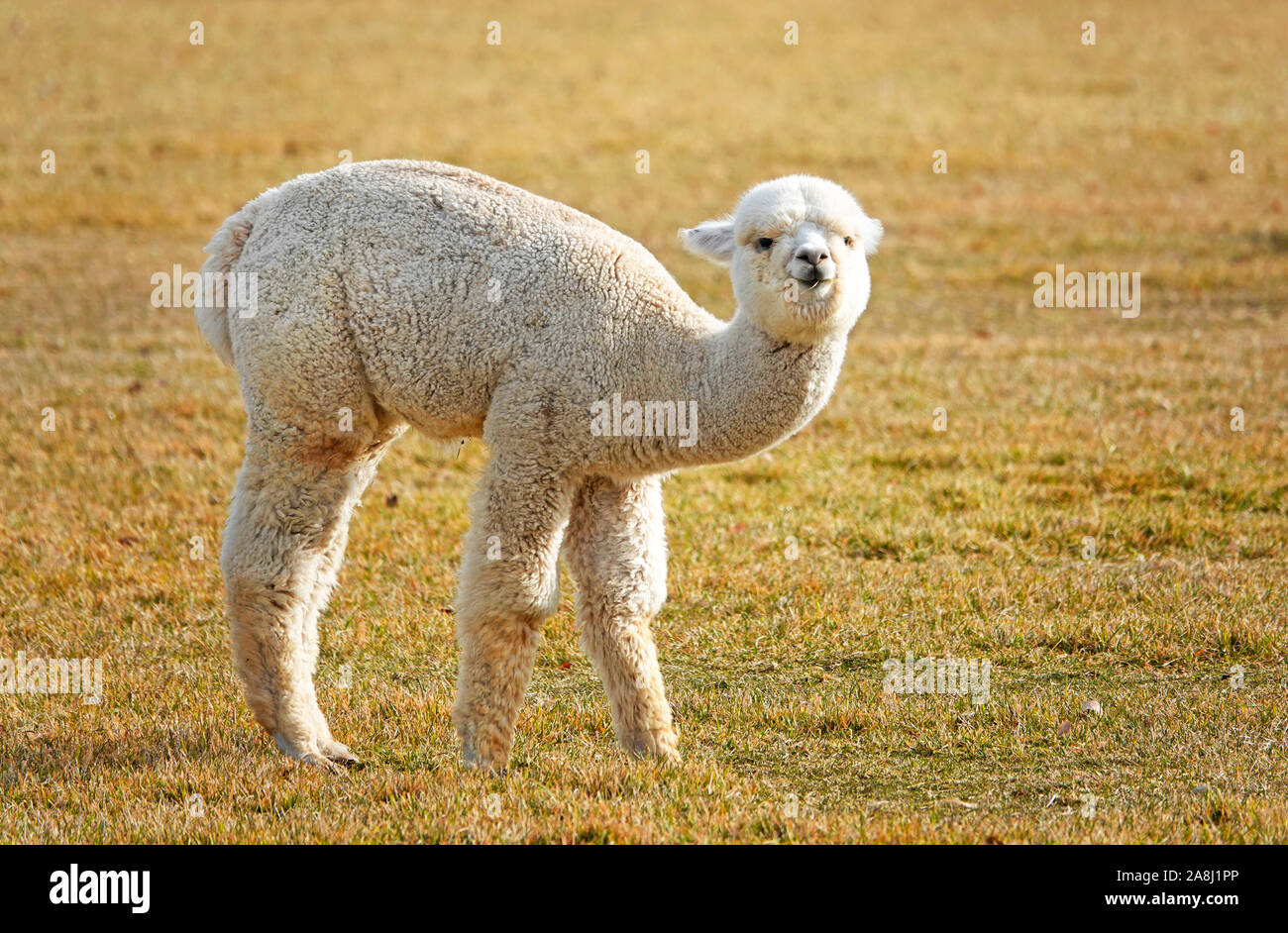 Giovani Suri alpaca frolic in un campo vicino a Bend, Oregon. Suri alpaca sono allevati per la loro setosa come lana, utilizzati per indumenti di kniting. Foto Stock