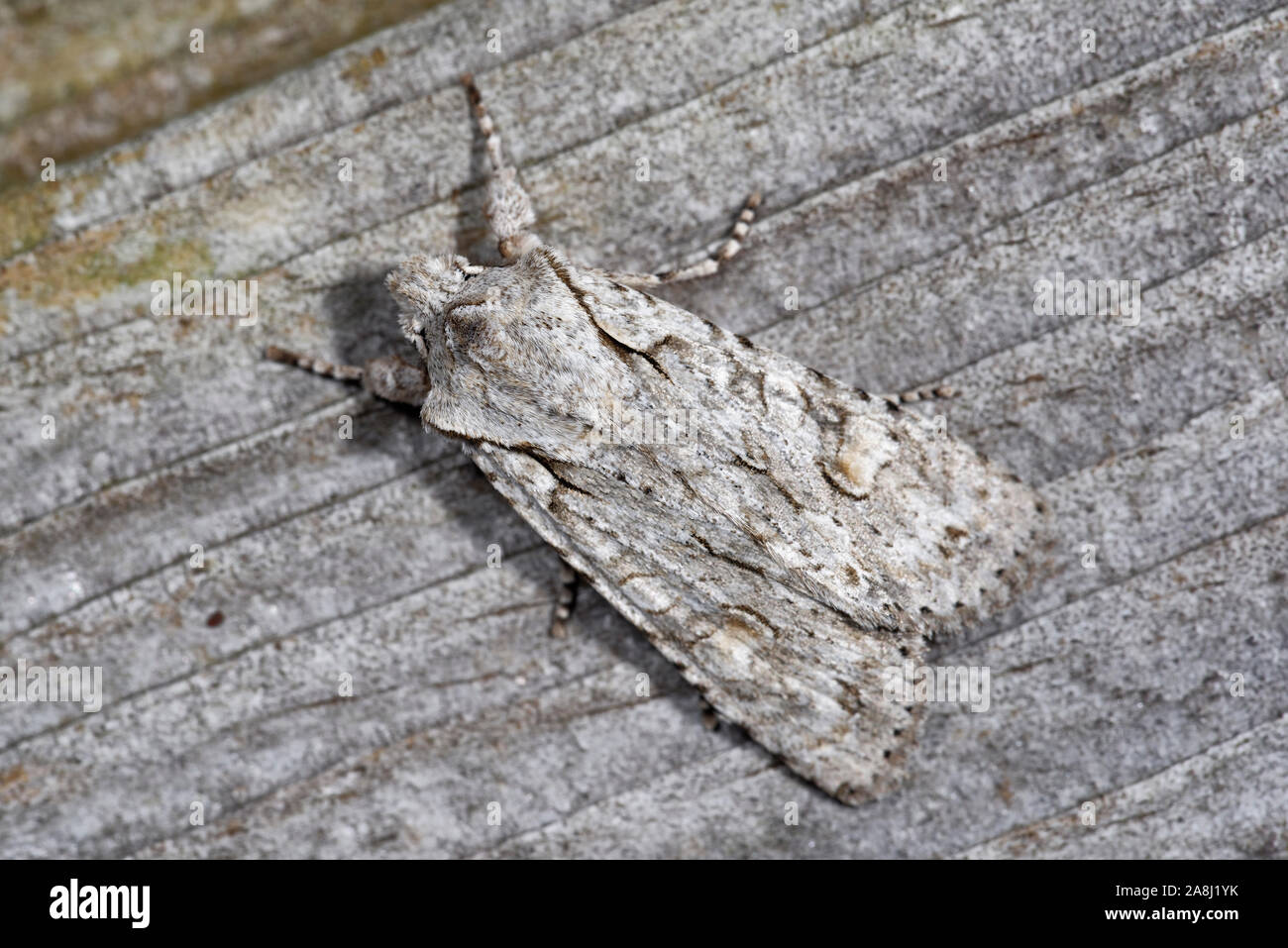 Spalla grigio-knot Moth - Lithophane ornitopus lactipennis Foto Stock