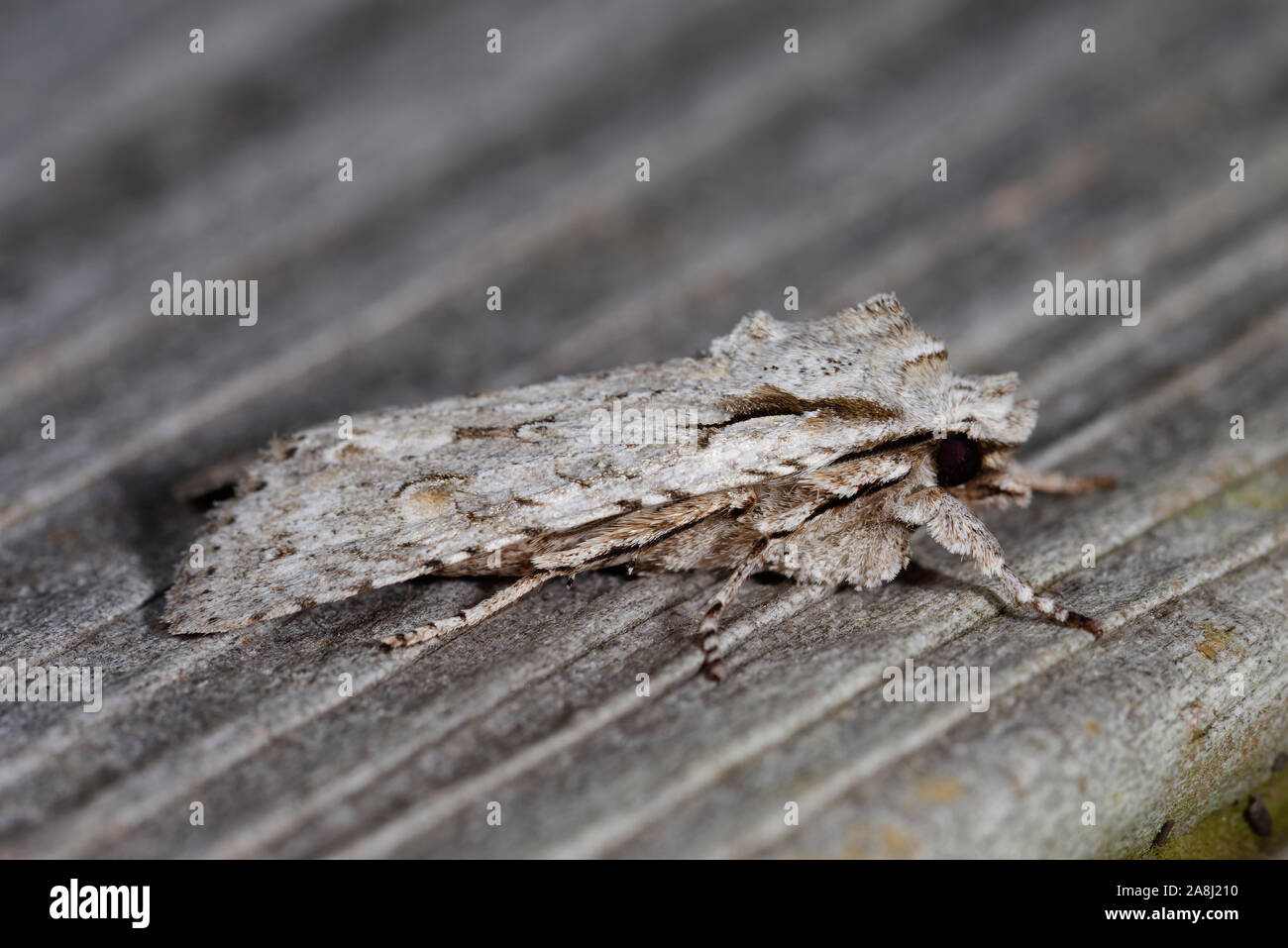 Spalla grigio-knot Moth - Lithophane ornitopus lactipennis a riposo sul recinto Foto Stock