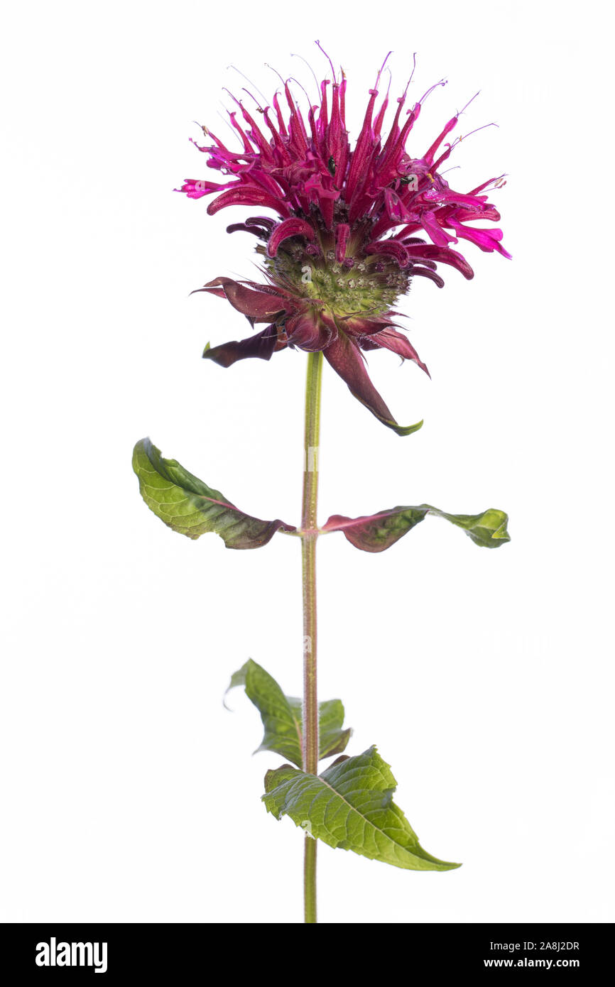 Pianta medicinale dal mio giardino: fiore e foglie di Monarda didyma (Indiandernessel / Goldmelisse) isolato su sfondo bianco Foto Stock
