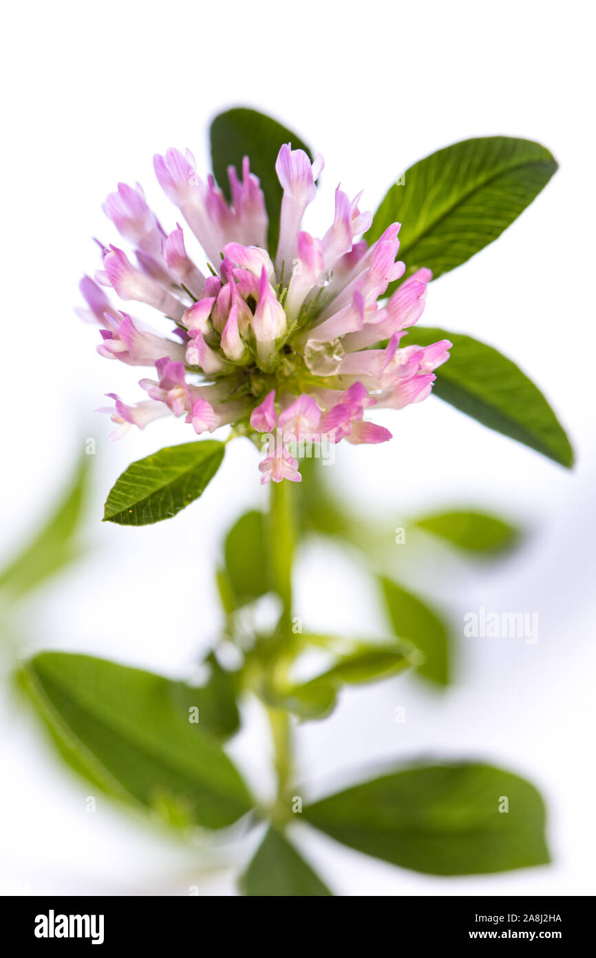 Pianta medicinale dal mio giardino: Trifolium pratense (trifoglio violetto) aprire i fiori e foglie isolati su sfondo bianco Foto Stock