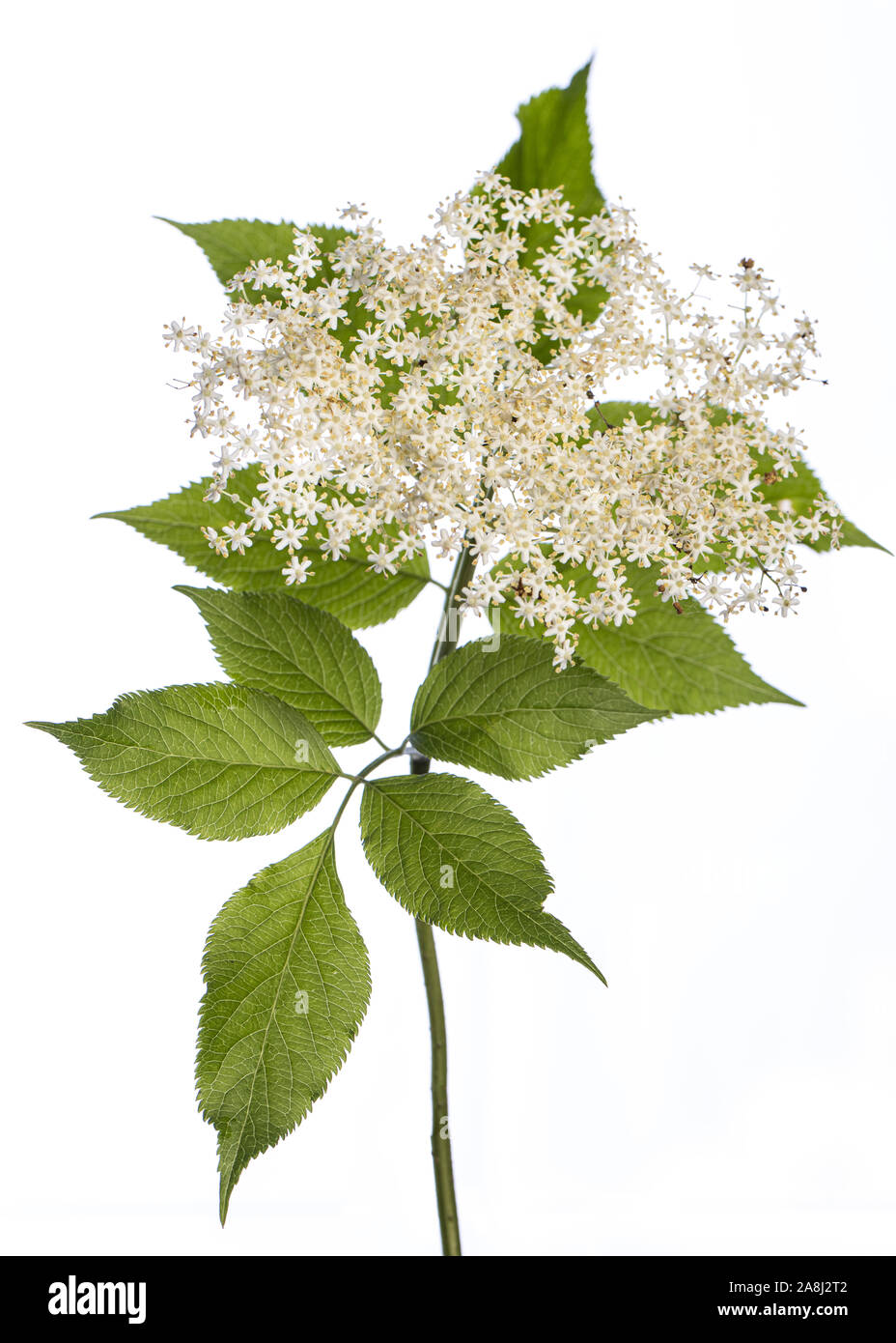 Pianta medicinale dal mio giardino: Sambucus nigra ( black elder ) vista laterale di fiori e foglie isolati su sfondo bianco Foto Stock