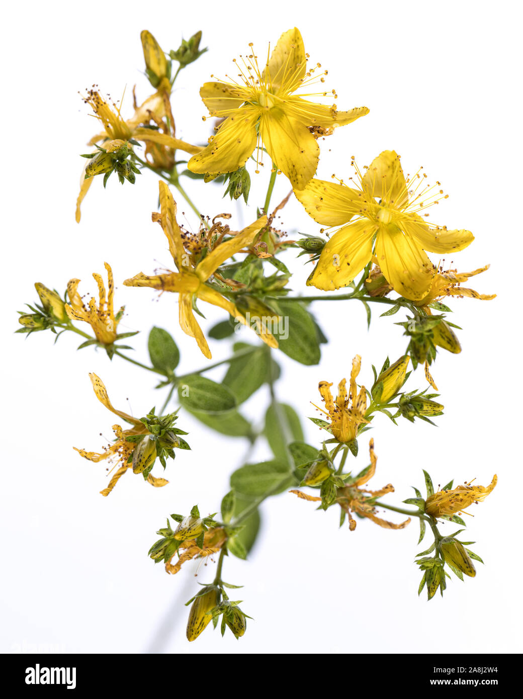 Pianta medicinale dal mio giardino: Hypericum perforatum ( perforare il St John's-wort ) fiori di colore giallo e verde foglie isolati su sfondo bianco vista superiore Foto Stock