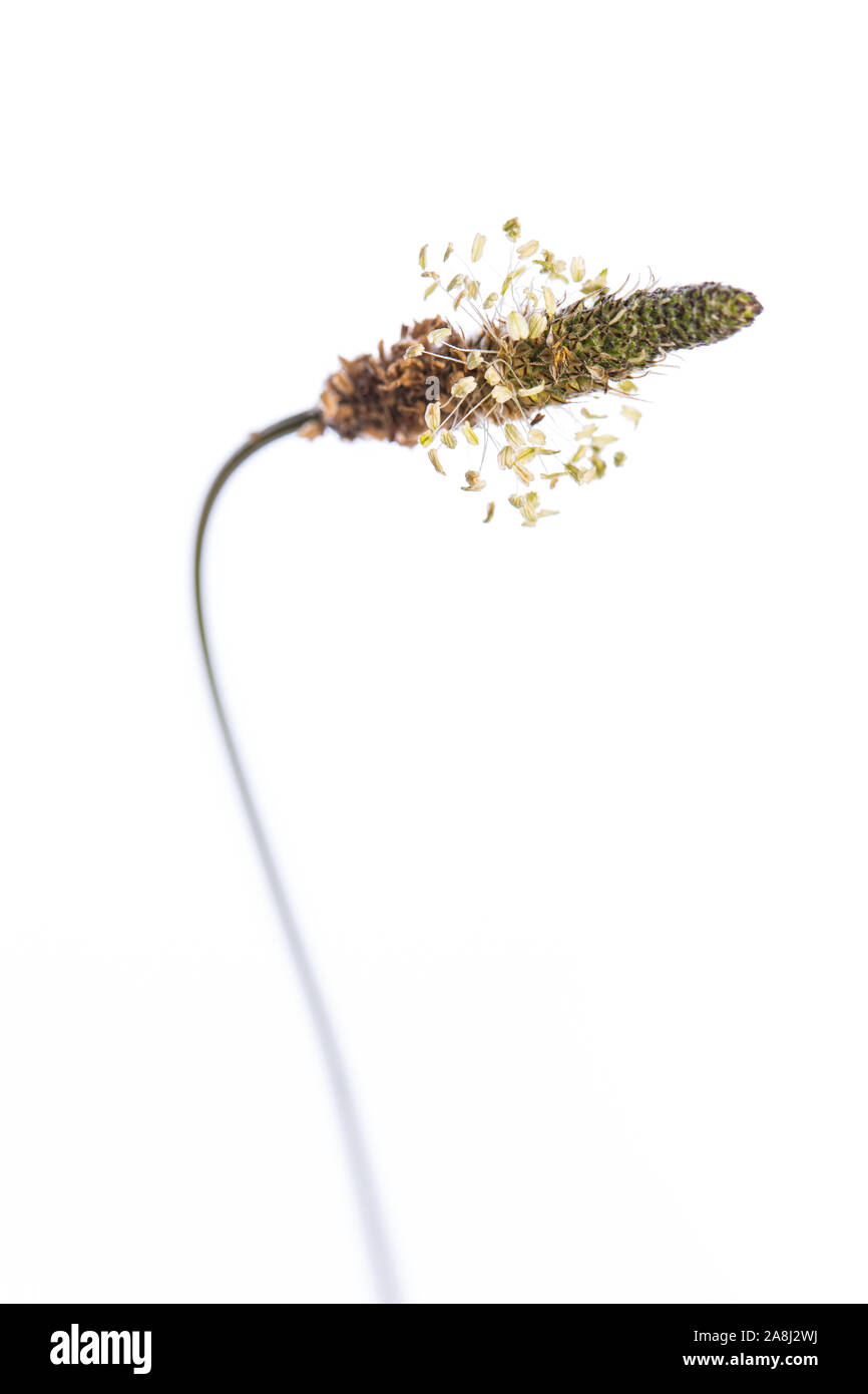 Pianta medicinale dal mio giardino: Planzago lanceolata ( ribwort piantaggine ) dettaglio del fiore isolato su sfondo bianco in verticale Foto Stock