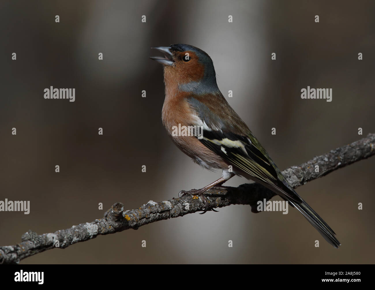 Chaffinch, chaffinch comune, coelebs Fringilla, maschio, canto da ramoscello Foto Stock