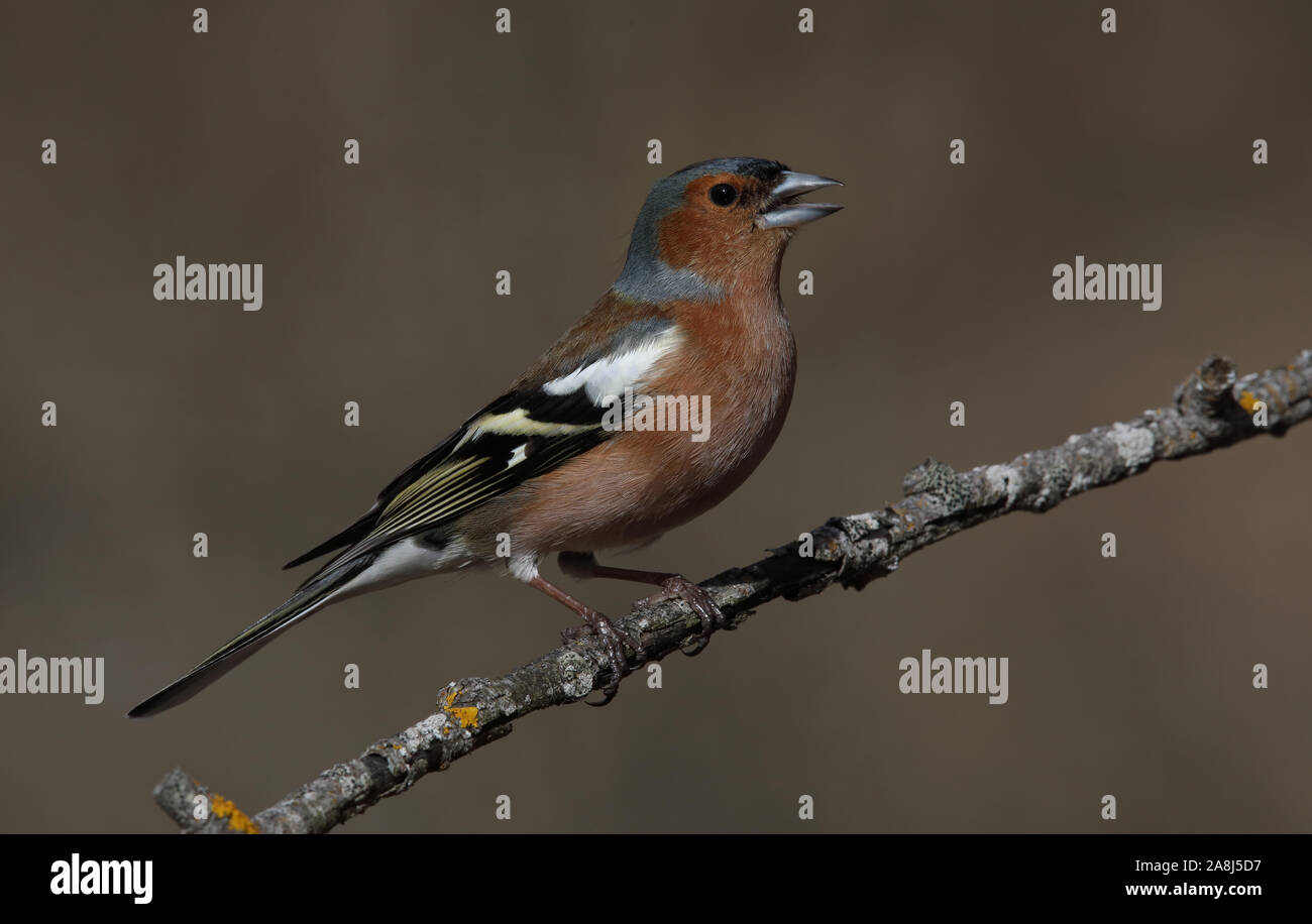 Chaffinch, chaffinch comune, coelebs Fringilla, maschio, canto da ramoscello Foto Stock