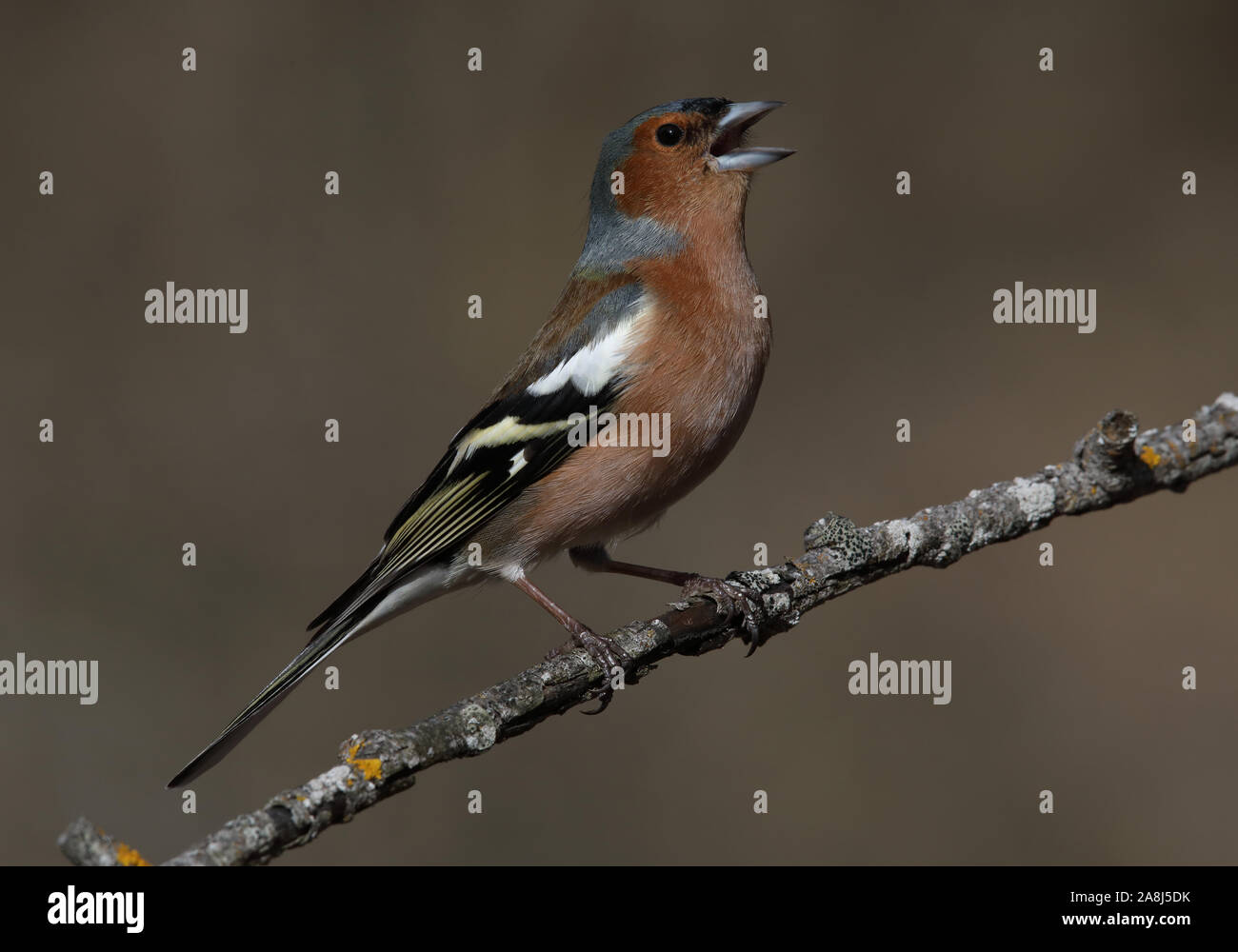 Chaffinch, chaffinch comune, coelebs Fringilla, maschio, canto da ramoscello Foto Stock