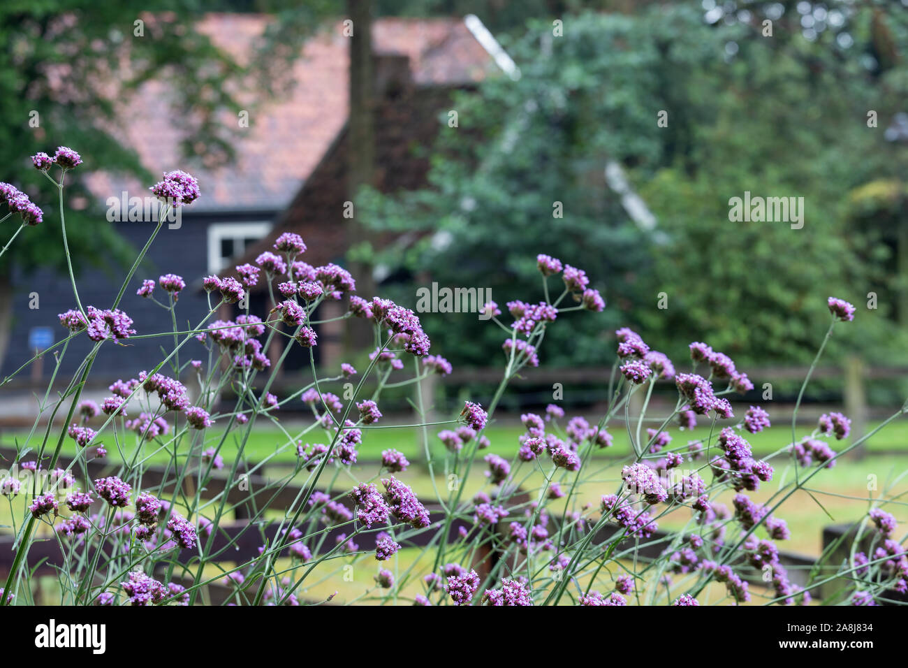 Fiori viola vicino alla vecchia fattoria olandese e versato Foto Stock