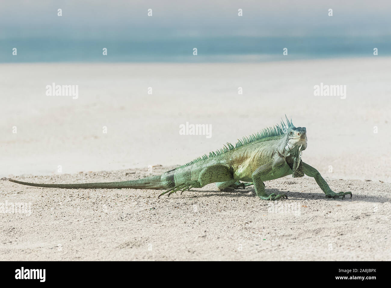 Iguana verde a piedi sulla sabbia, animale divertente in Guadalupa Foto Stock