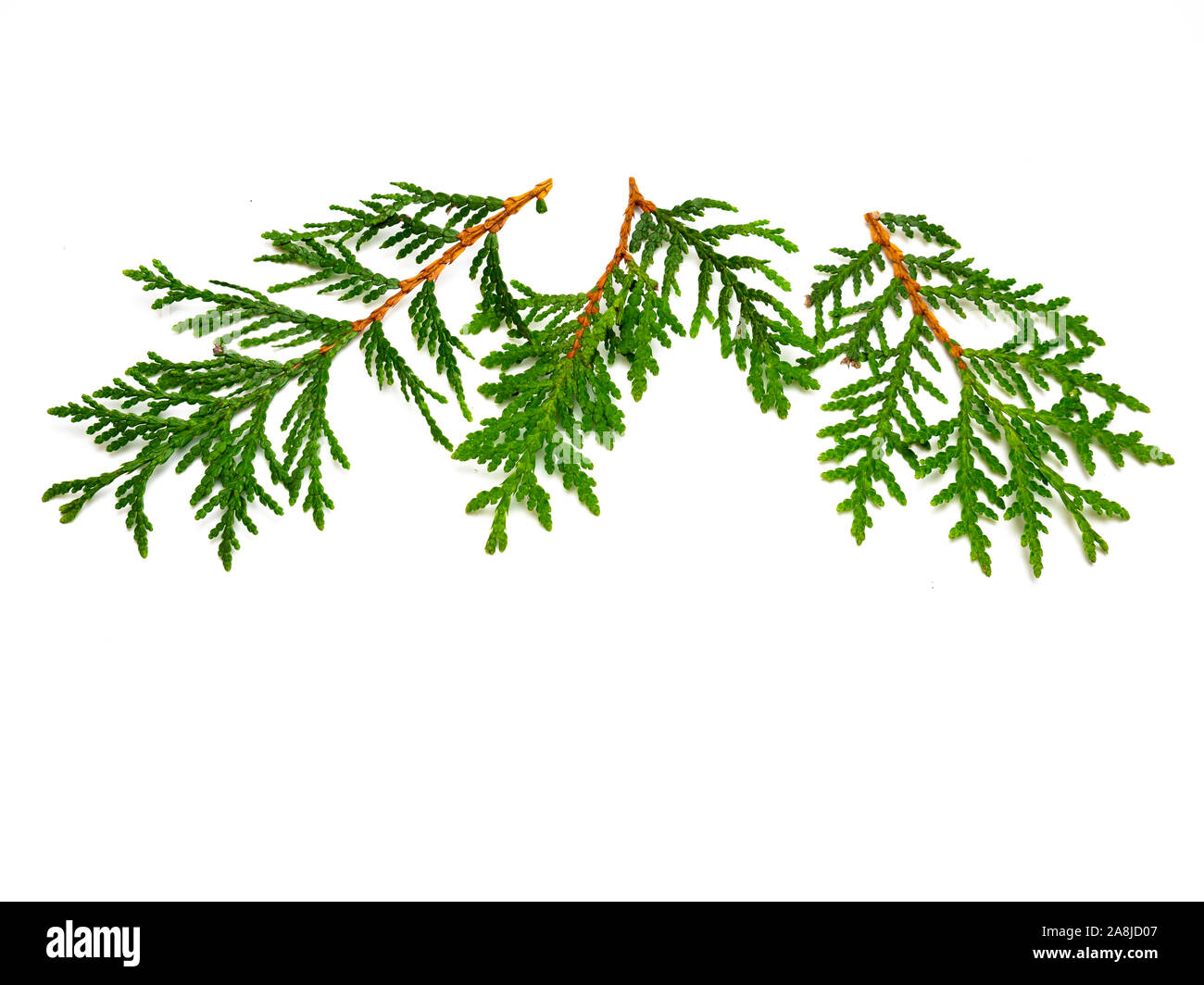 Gli alberi di vita rami di cipressi isolati Foto Stock