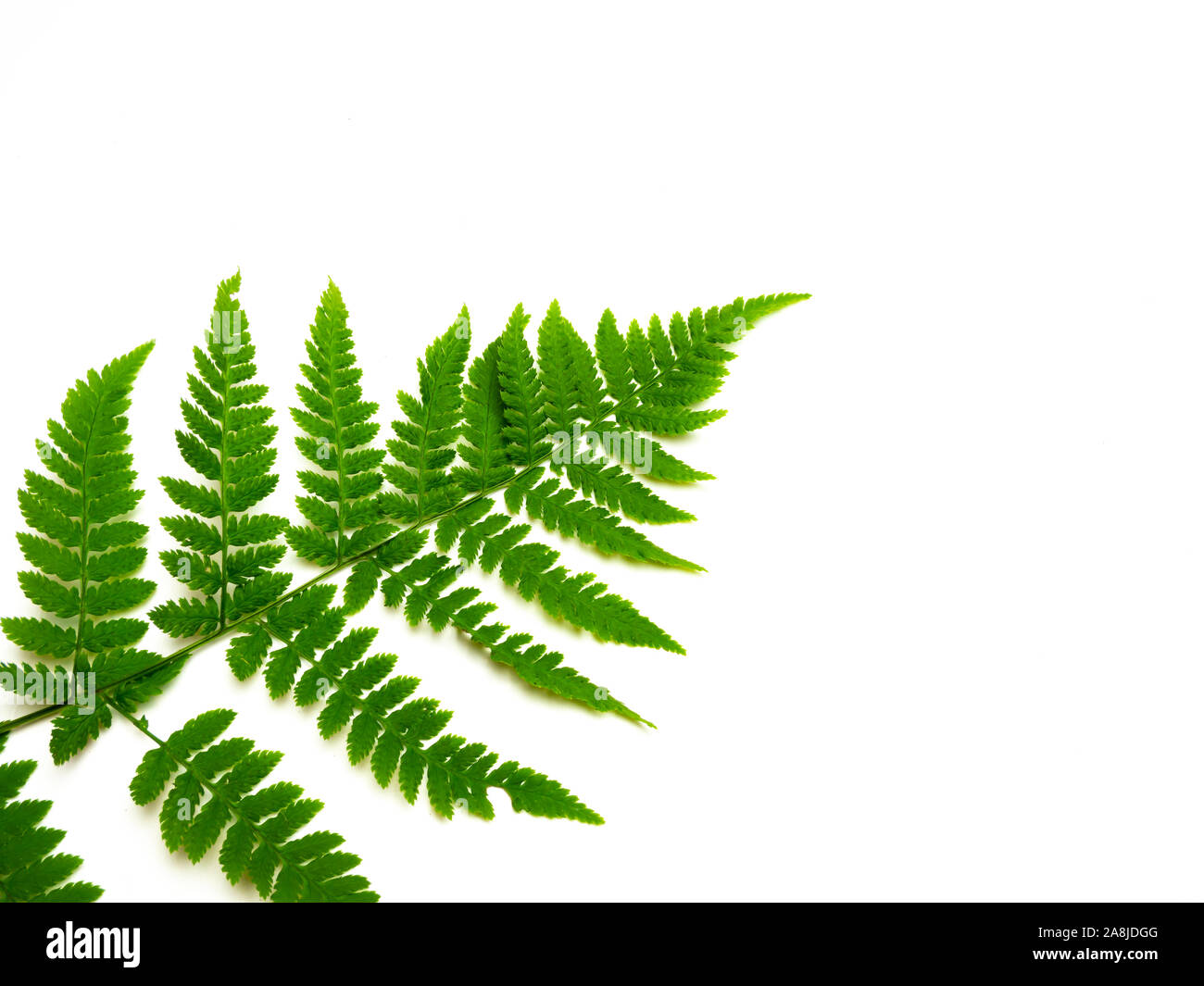 Foglia di felce isolato sfondo bianco Foto Stock