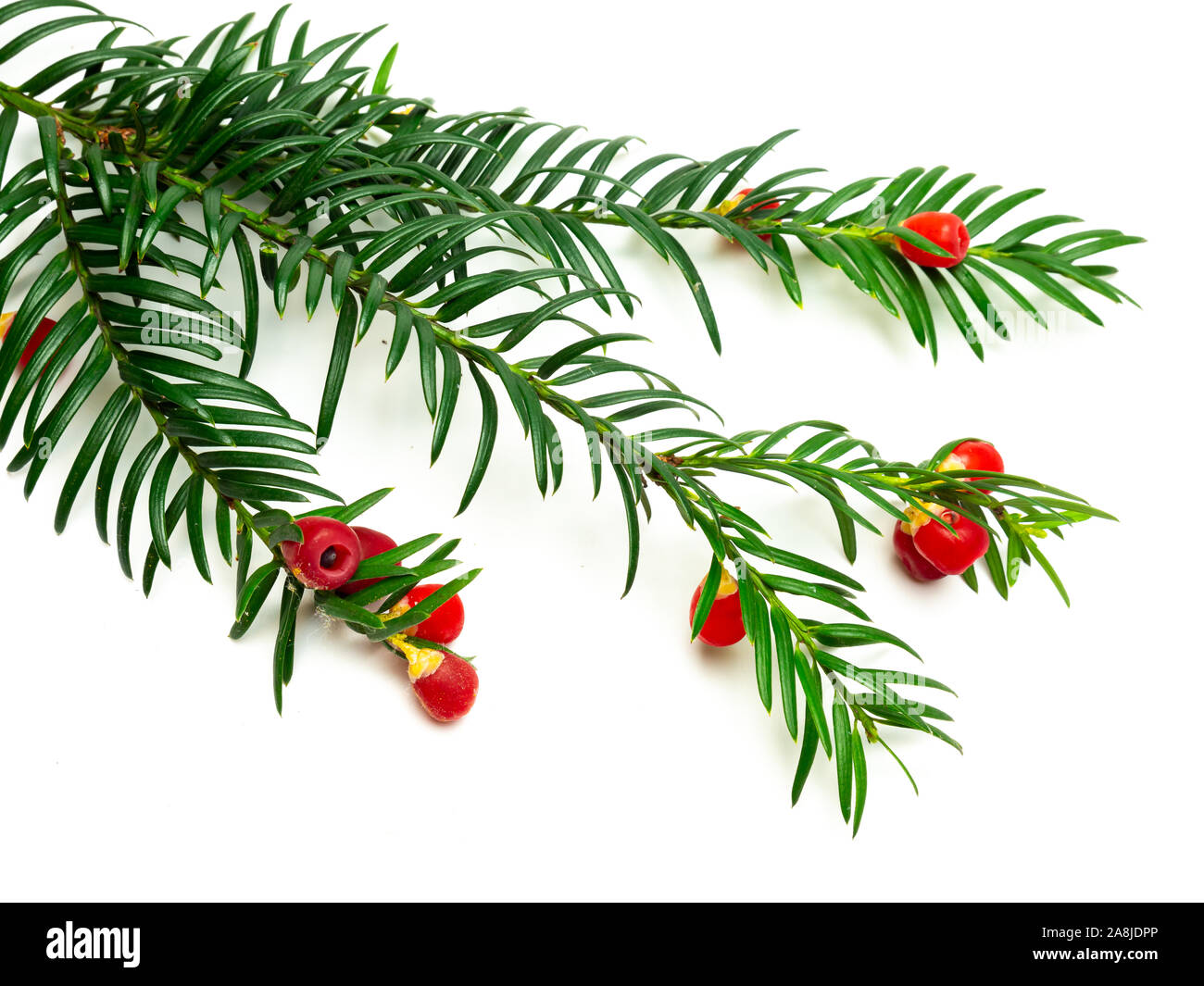 Yew (Taxus baccata) isolato su sfondo bianco Foto Stock