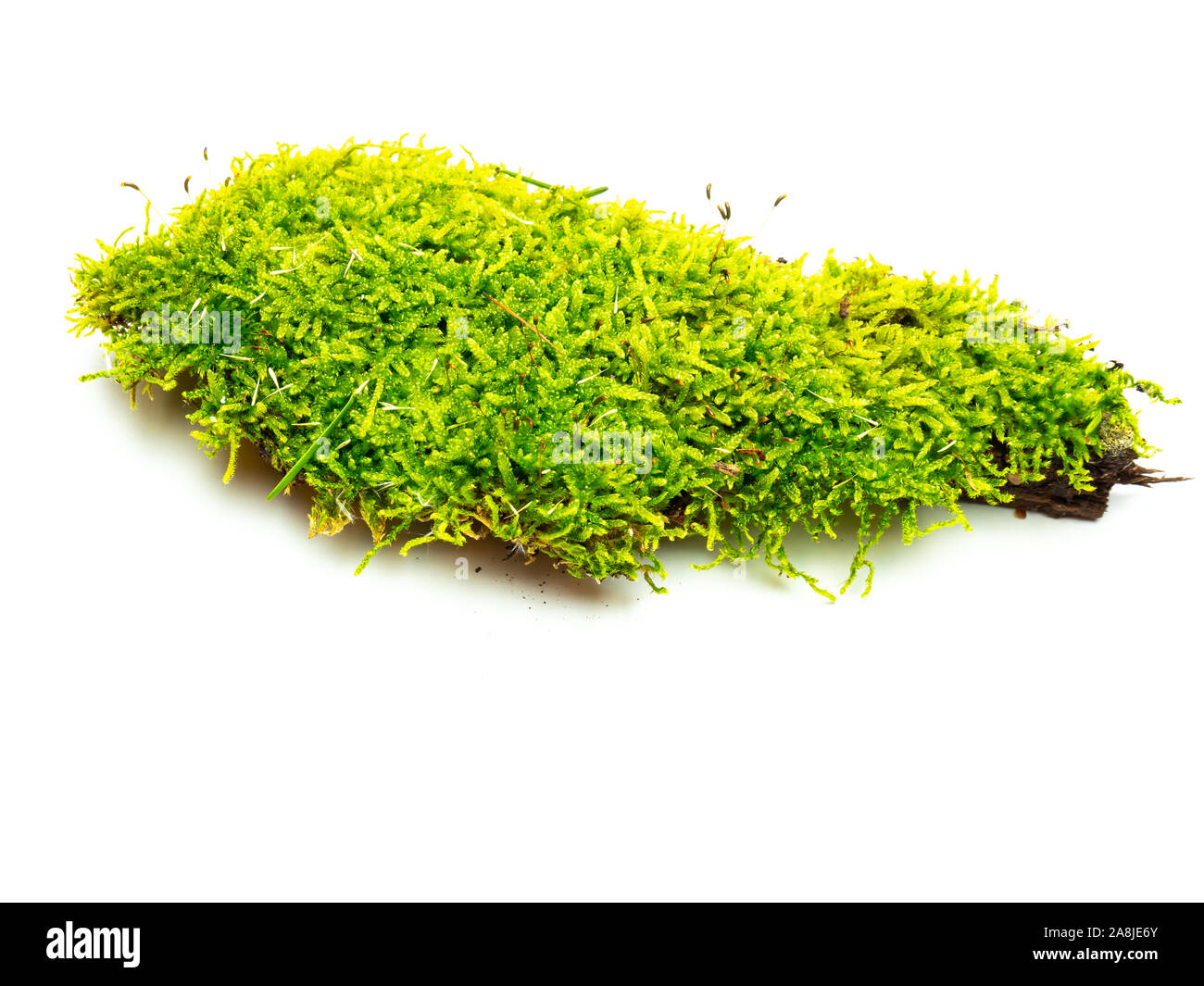 Verde muschio isolati dalla natura Foto Stock