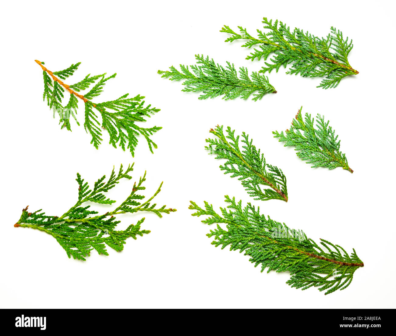 Collage di vita alberi rami di cipresso isolato Foto Stock