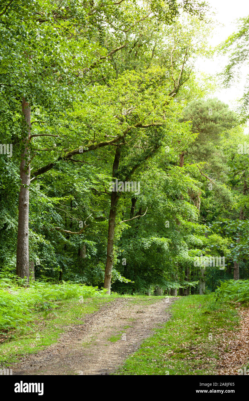 Sentiero attraverso boschi durante un inglese estate nella nuova foresta campagna, Hampshire, Regno Unito Foto Stock