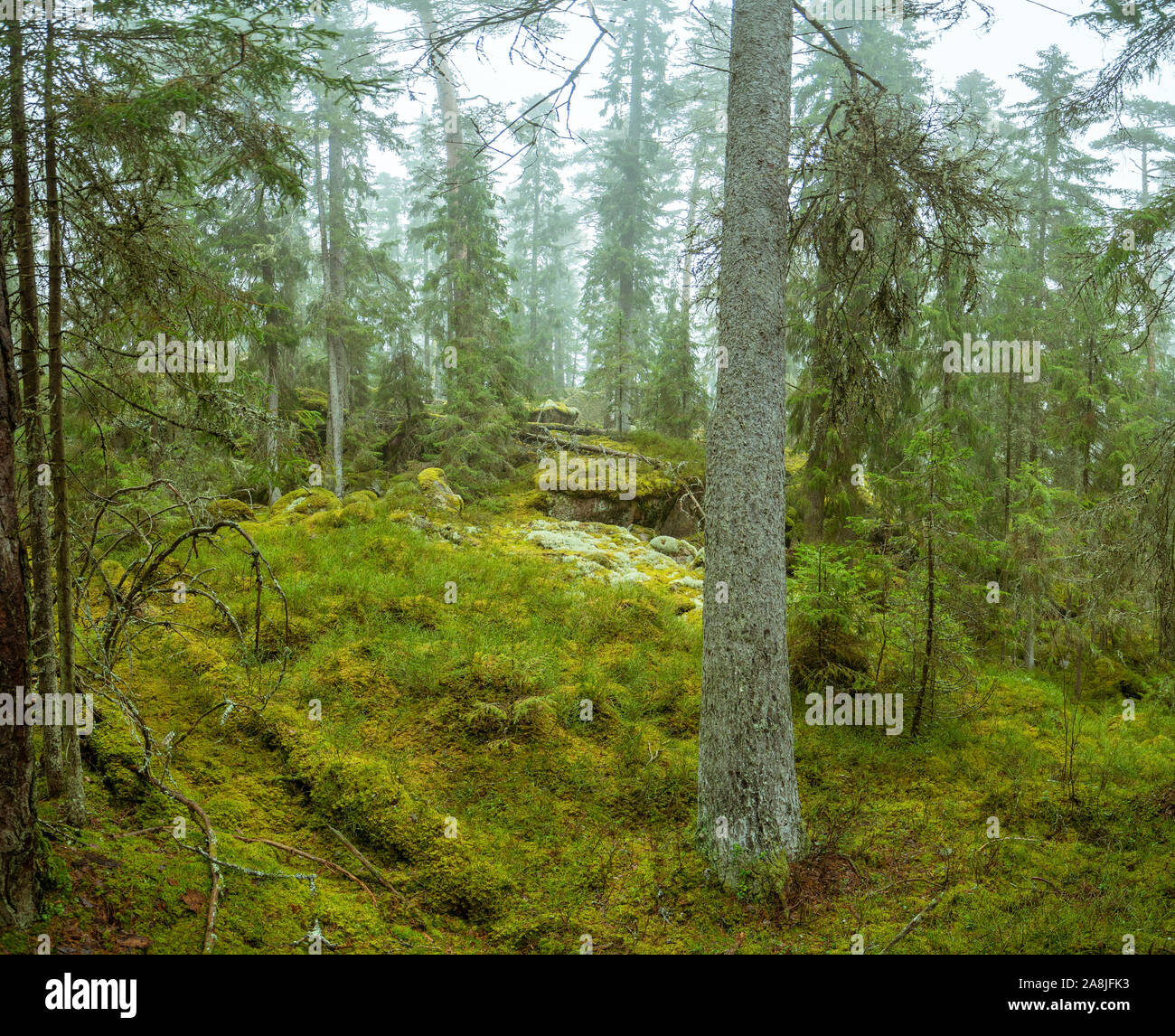 Ycke riserva naturale è una vecchia foresta di conifere in Svezia Foto Stock