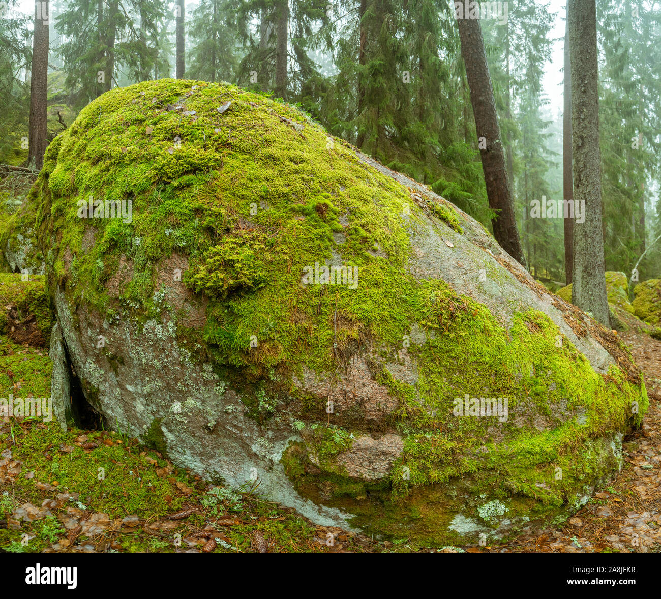 Ycke riserva naturale è una vecchia foresta di conifere in Svezia Foto Stock