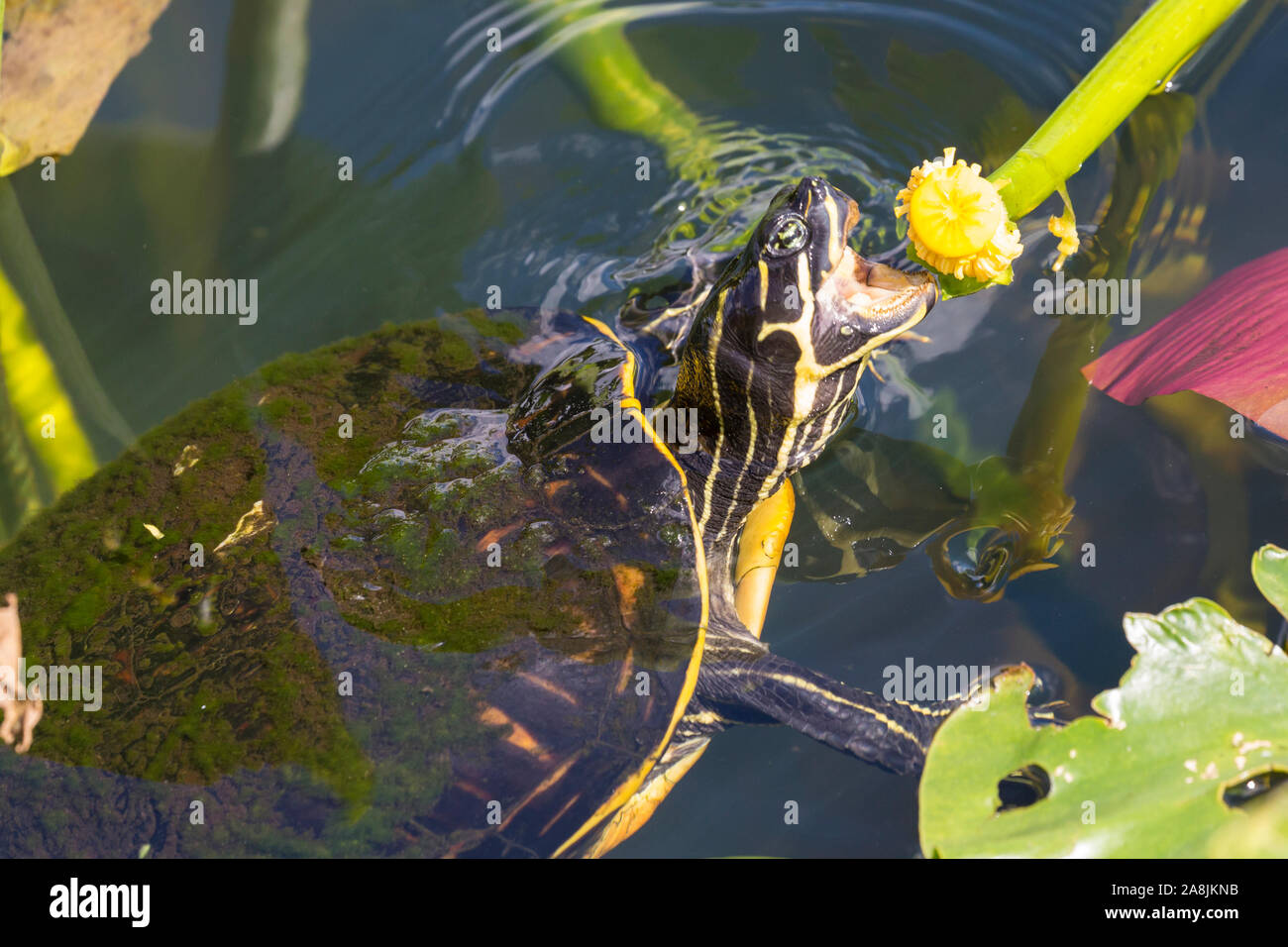 Un selvaggio redbellied cooter turtle mangiare una pianta in Everglades National Park (Florida). Foto Stock