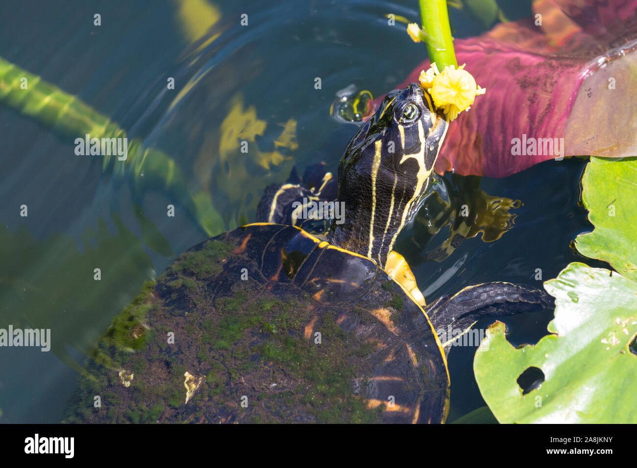 Un selvaggio redbellied cooter turtle mangiare una pianta in Everglades National Park (Florida). Foto Stock