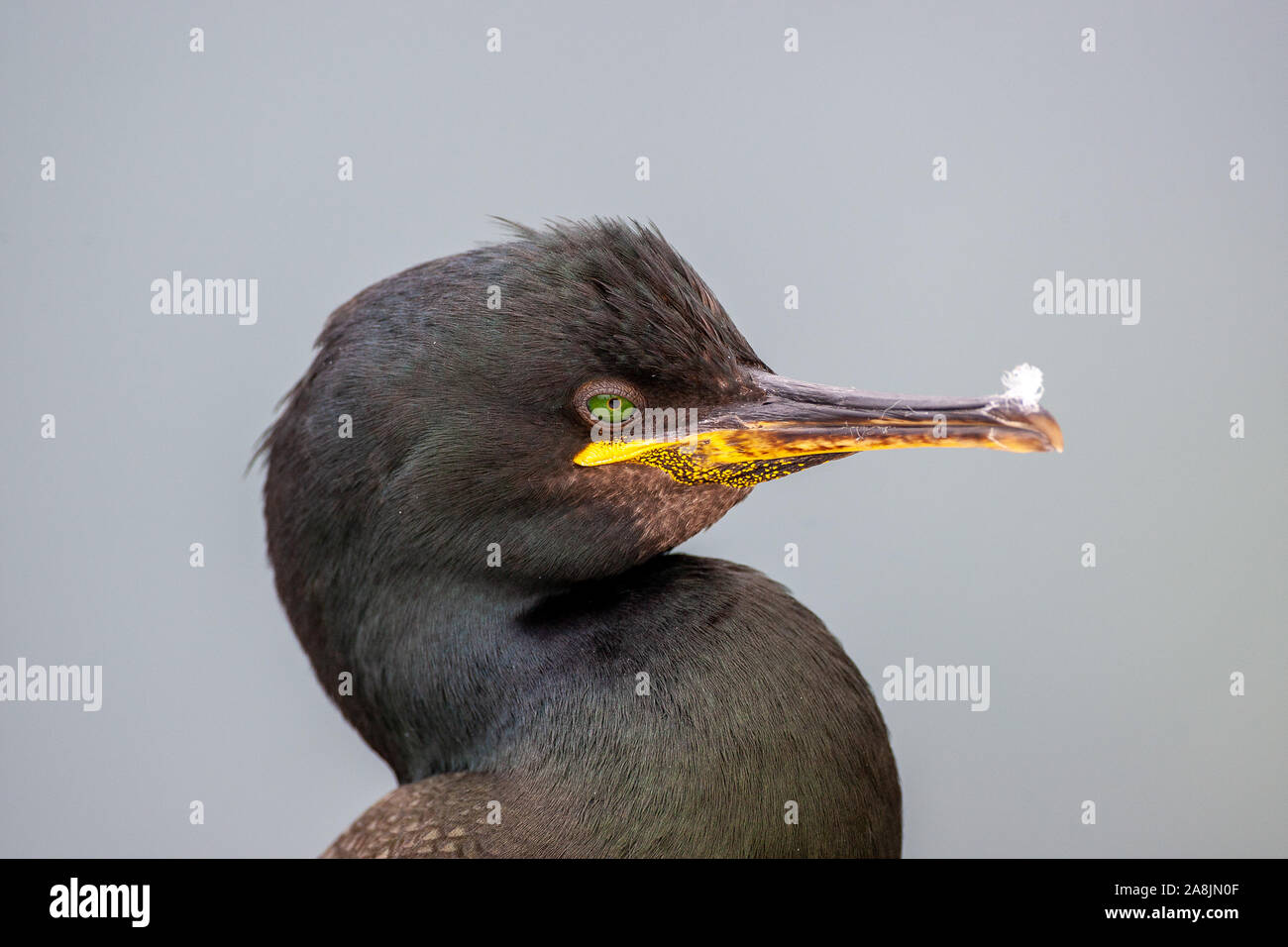 Il marangone dal ciuffo, Phalacrocorax aristotelis, REGNO UNITO Foto Stock