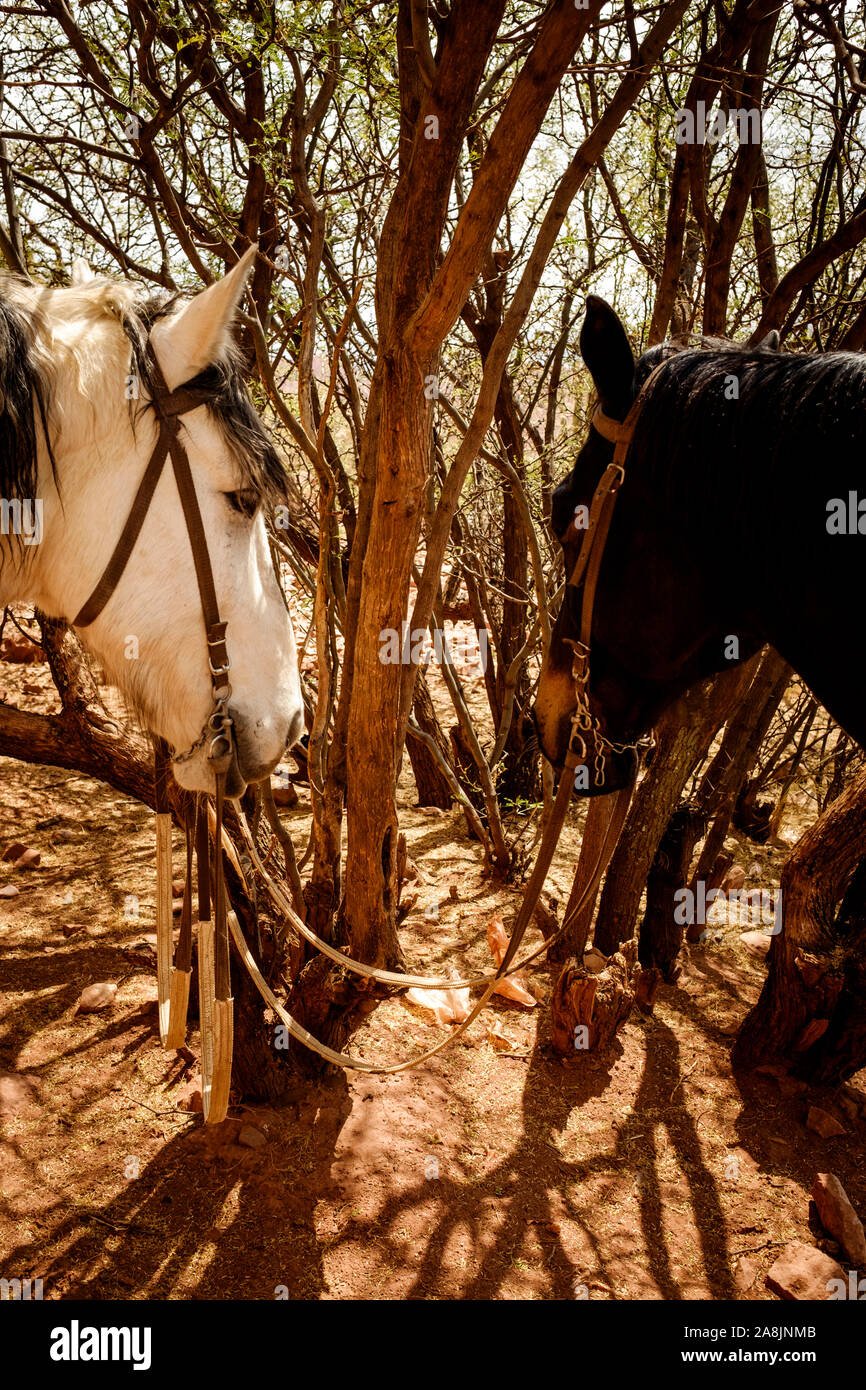 Il bianco e il nero cavalli legati su una bussola su una gita a cavallo appena fuori Tupiza, Bolivia Foto Stock