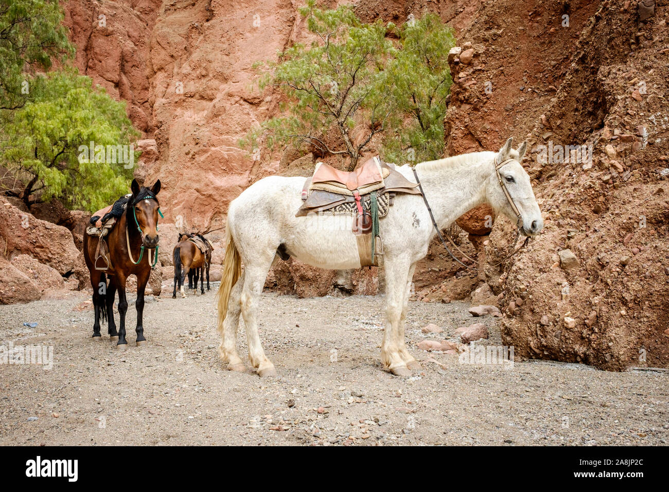 Cavalli sellati all'ingresso del Inca Canyon in Tupiza, Bolivia Foto Stock