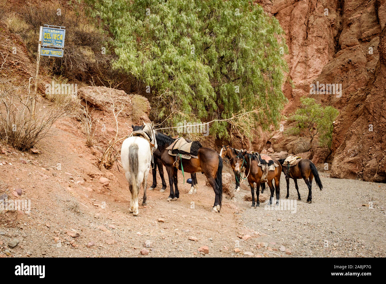 Cavalli sellati all'ingresso del Inca Canyon in Tupiza, Bolivia Foto Stock