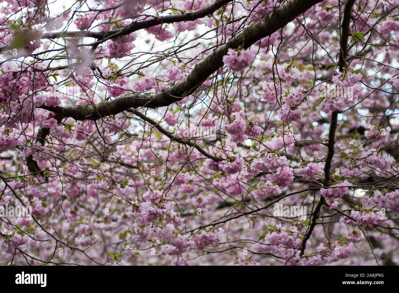 Fiori di Ciliegio su alberi di ciliegio in fiore Bispebjerg al cimitero di Copenhagen Foto Stock