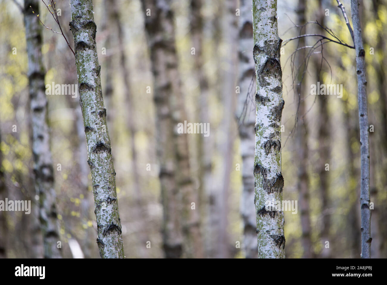 Betulla sfondo di foresta in Danimarca in primavera con fresche foglie verdi Foto Stock