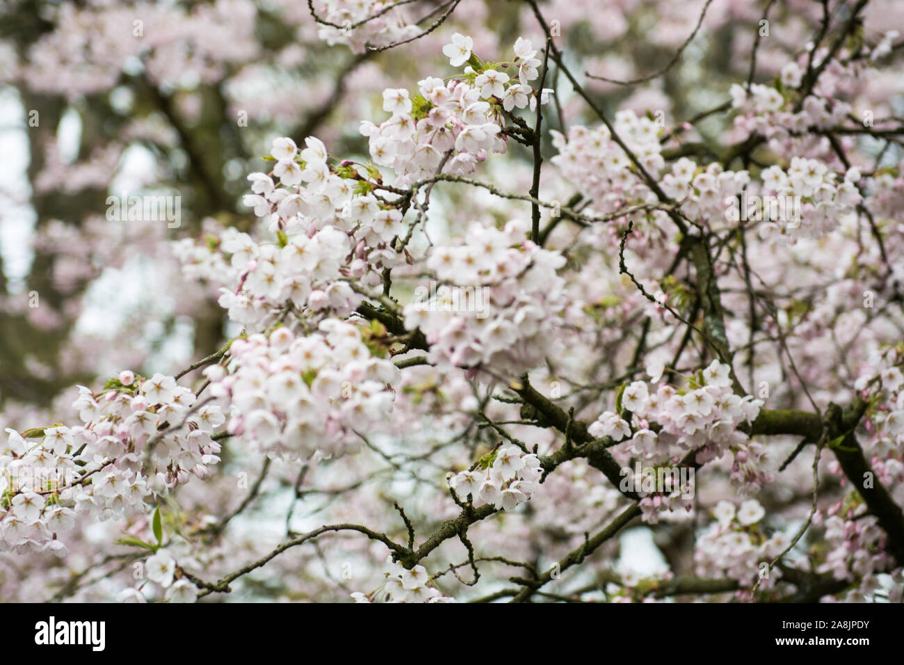 Fiori di Ciliegio su alberi di ciliegio in fiore Bispebjerg al cimitero di Copenhagen Foto Stock