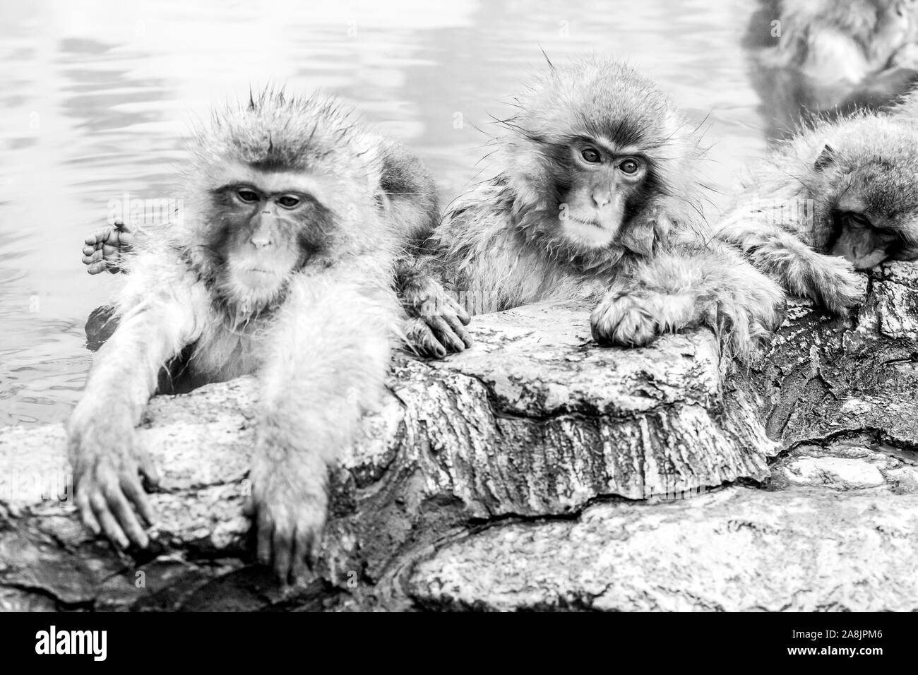 Gruppo di scimmie neve seduto in una primavera calda nel Jigokudani Monkey Park in Giappone, Prefettura di Nagano. Carino Macaque giapponese (Macaca fuscata) Foto Stock