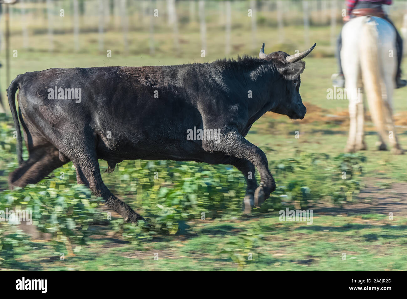Toro che corre in un campo, piloti che smistano tori in Camargue Foto Stock