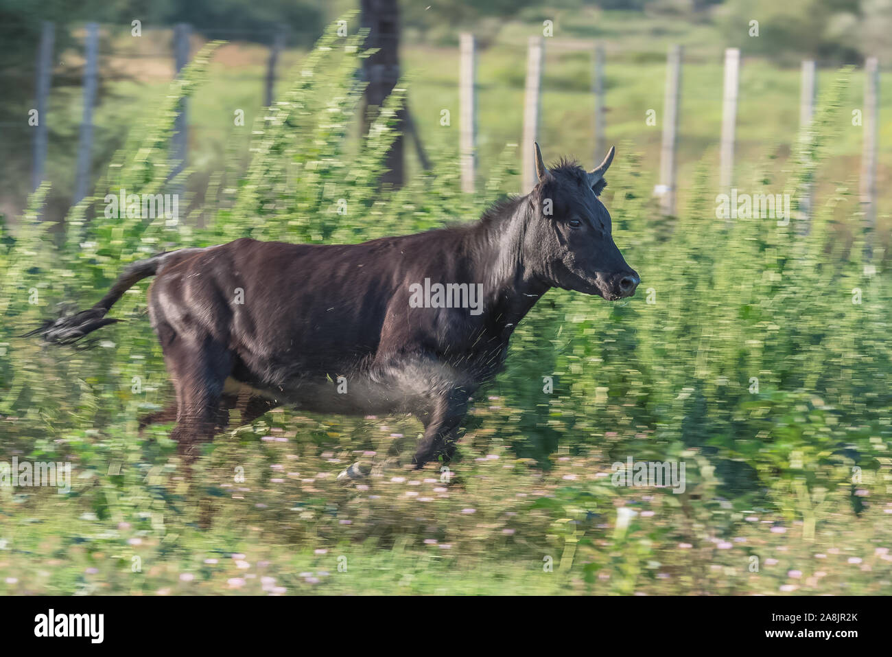 Toro che corre in un campo, piloti che smistano tori in Camargue Foto Stock