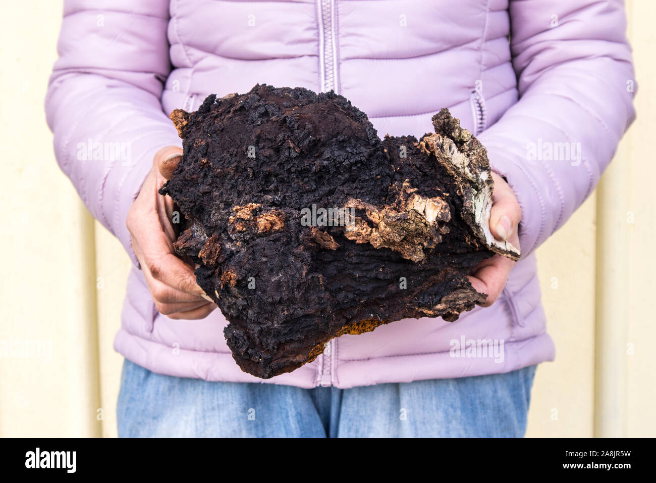 Vista ravvicinata della donna che mostra e azienda grande fresca oltre 20 anni e 3 kg big wild organici naturali fungo Chaga, Inonotus obliquus. M a base di erbe Foto Stock