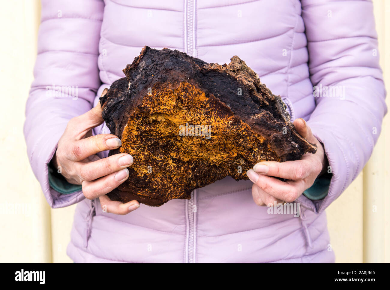 Vista ravvicinata della donna che mostra e azienda grande fresca oltre 20 anni e 3 kg big wild organici naturali fungo Chaga, Inonotus obliquus. M a base di erbe Foto Stock