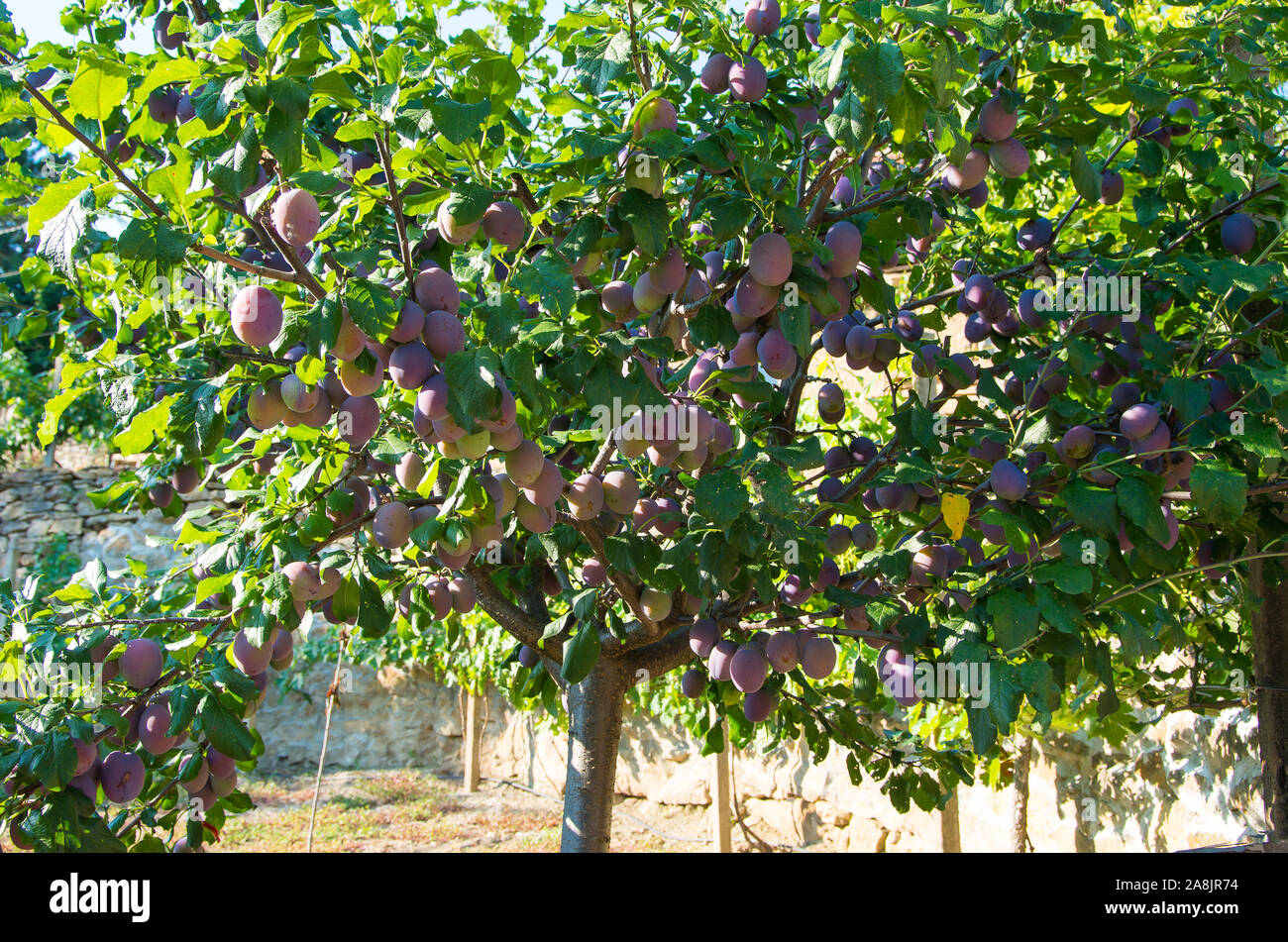 Albero di prugna con foglie e frutti Foto Stock